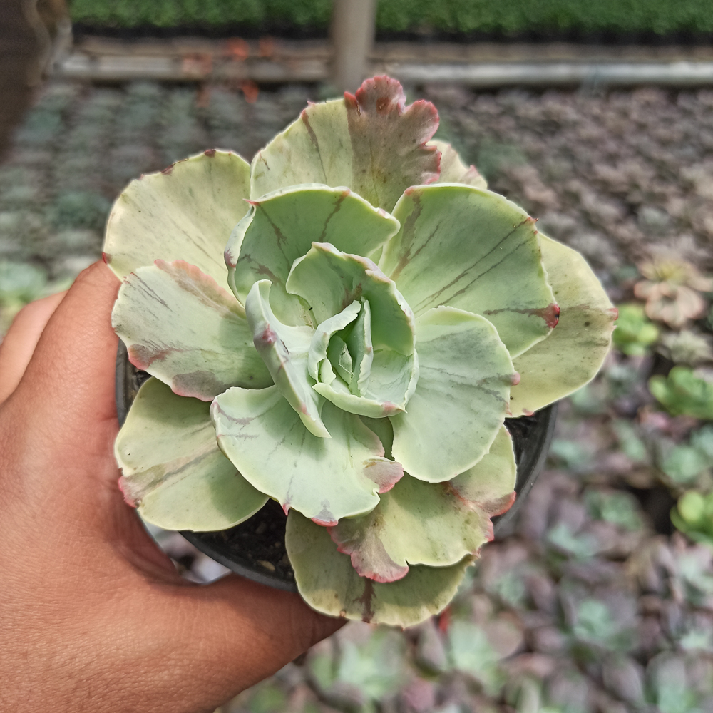 183. Echeveria Chantilly Mutation - Image 6