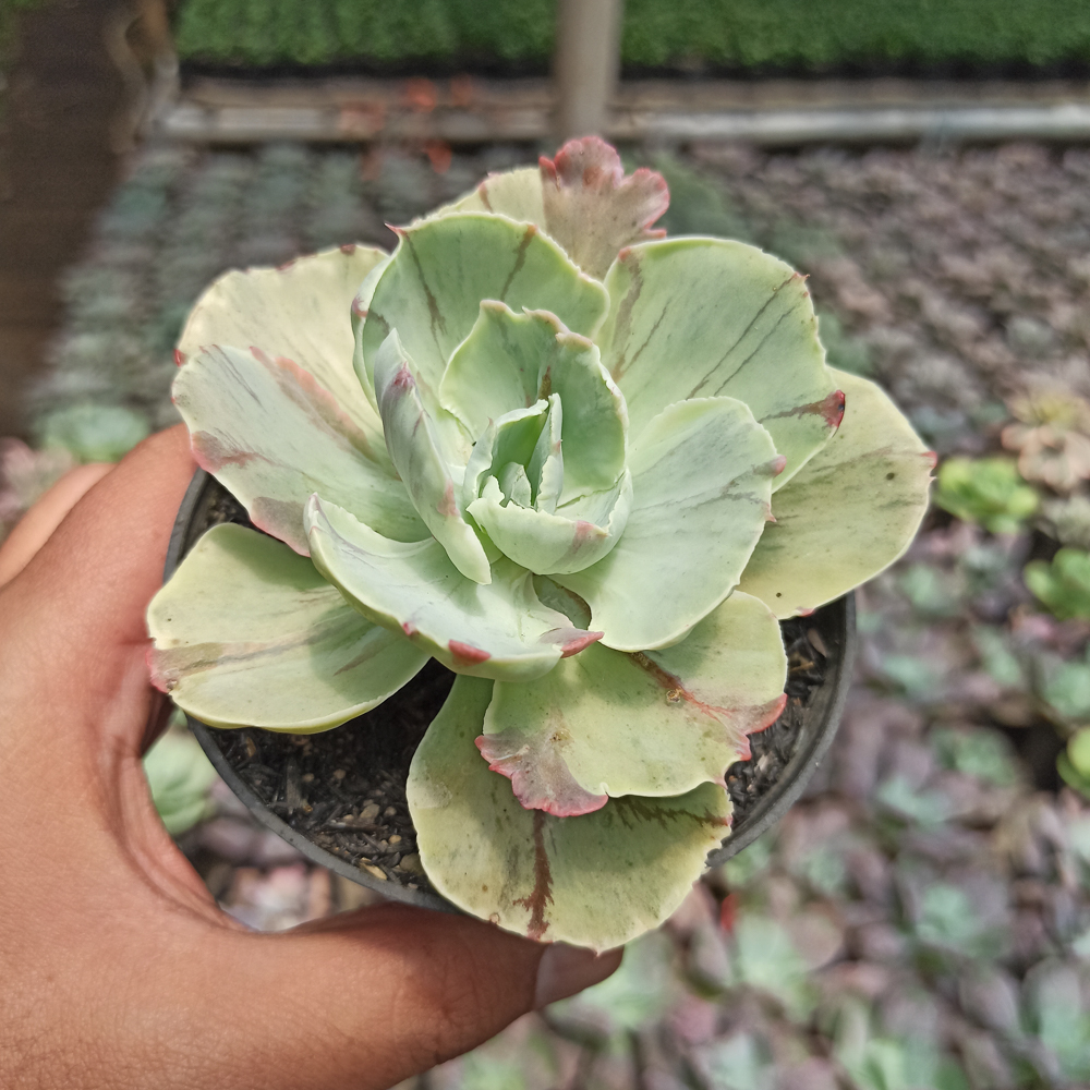 183. Echeveria Chantilly Mutation - Image 5