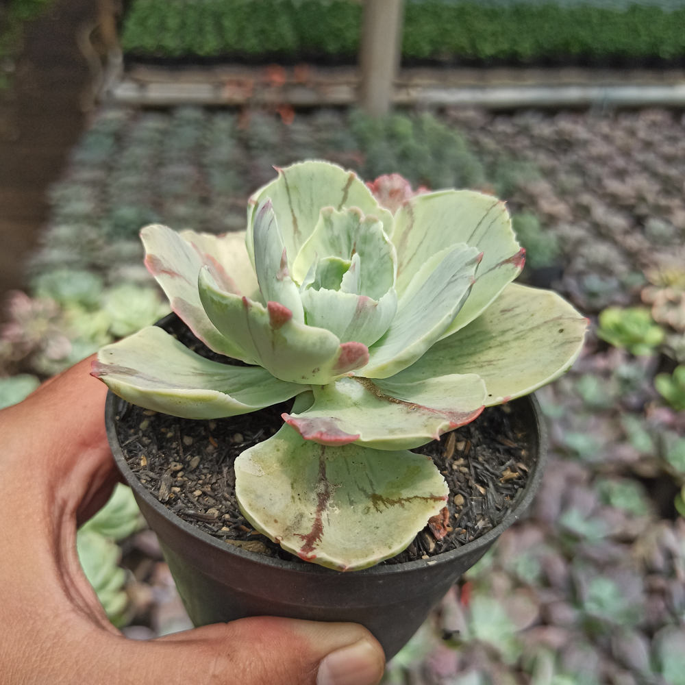 183. Echeveria Chantilly Mutation - Image 7