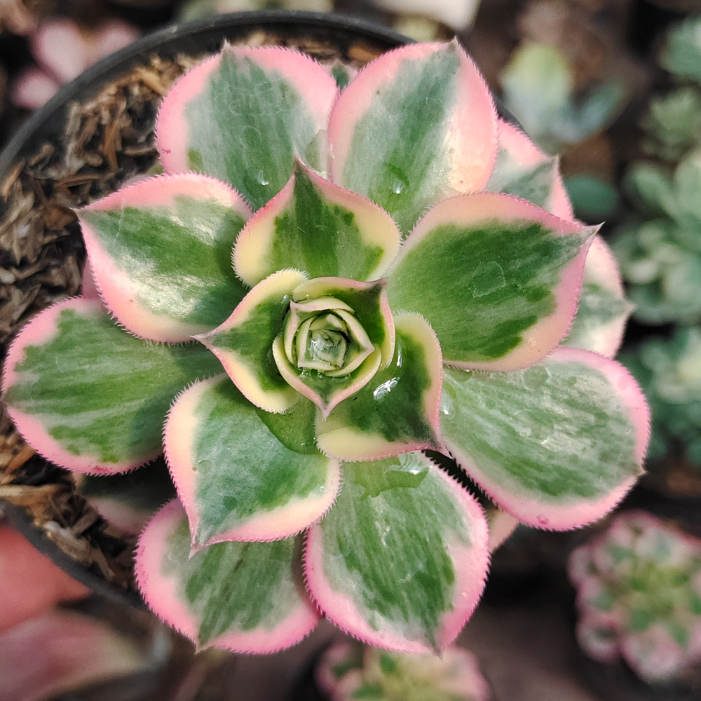 184. Aeonium Decorum Cv. Sunburst - Image 10
