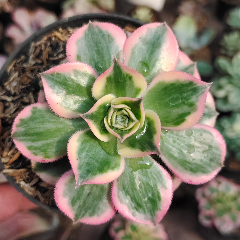 184. Aeonium Decorum Cv. Sunburst - Image 11