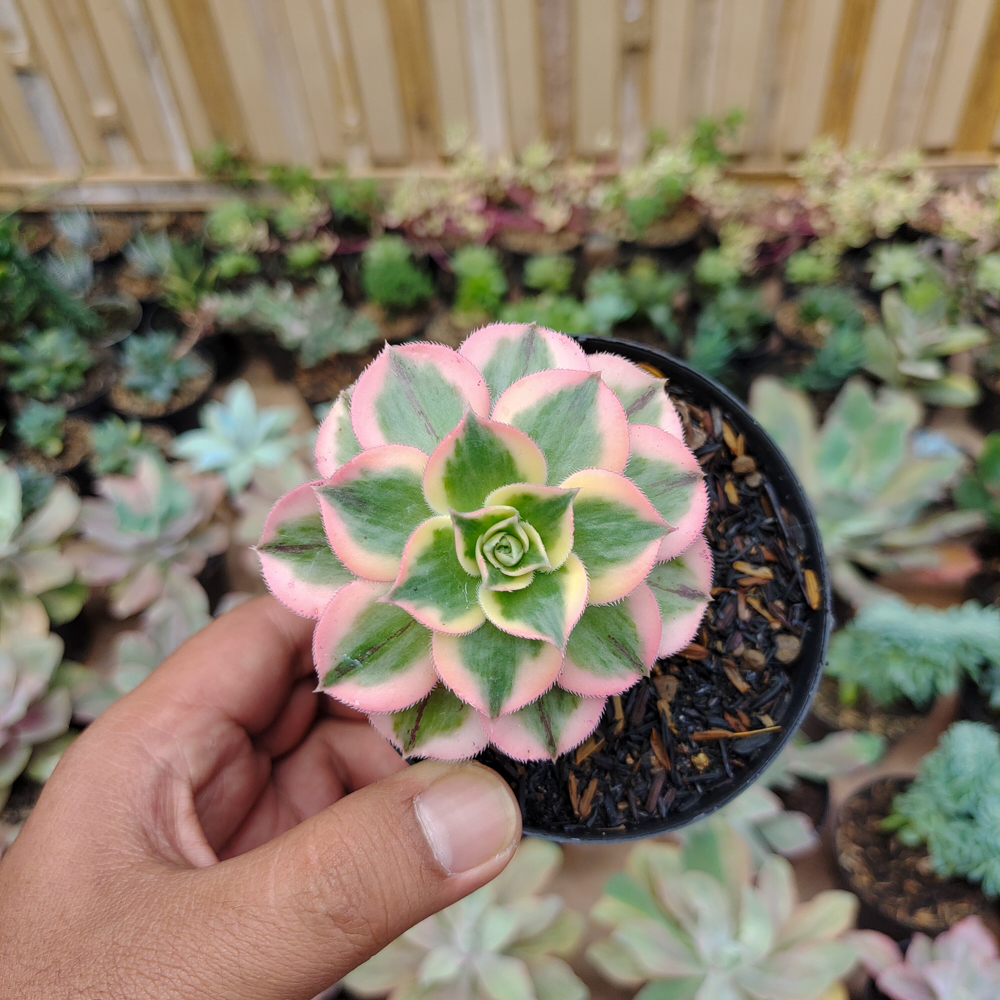 184. Aeonium Decorum Cv. Sunburst - Image 4