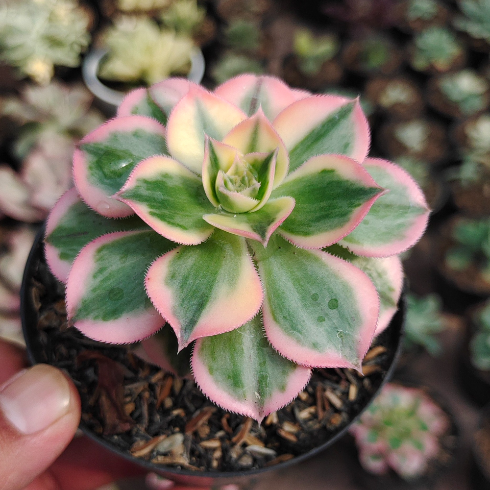 184. Aeonium Decorum Cv. Sunburst - Image 12