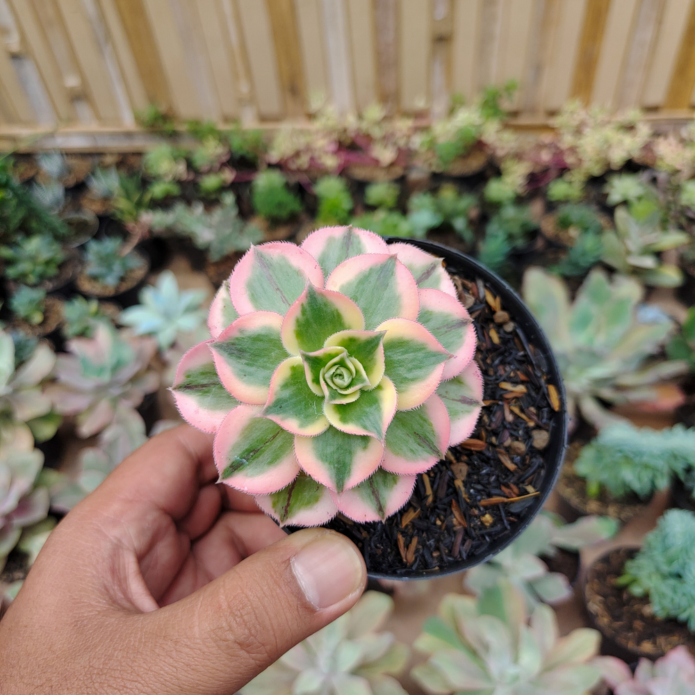 184. Aeonium Decorum Cv. Sunburst - Image 5