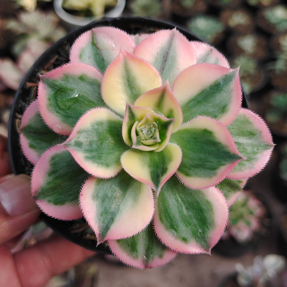 184. Aeonium Decorum Cv. Sunburst - Image 13