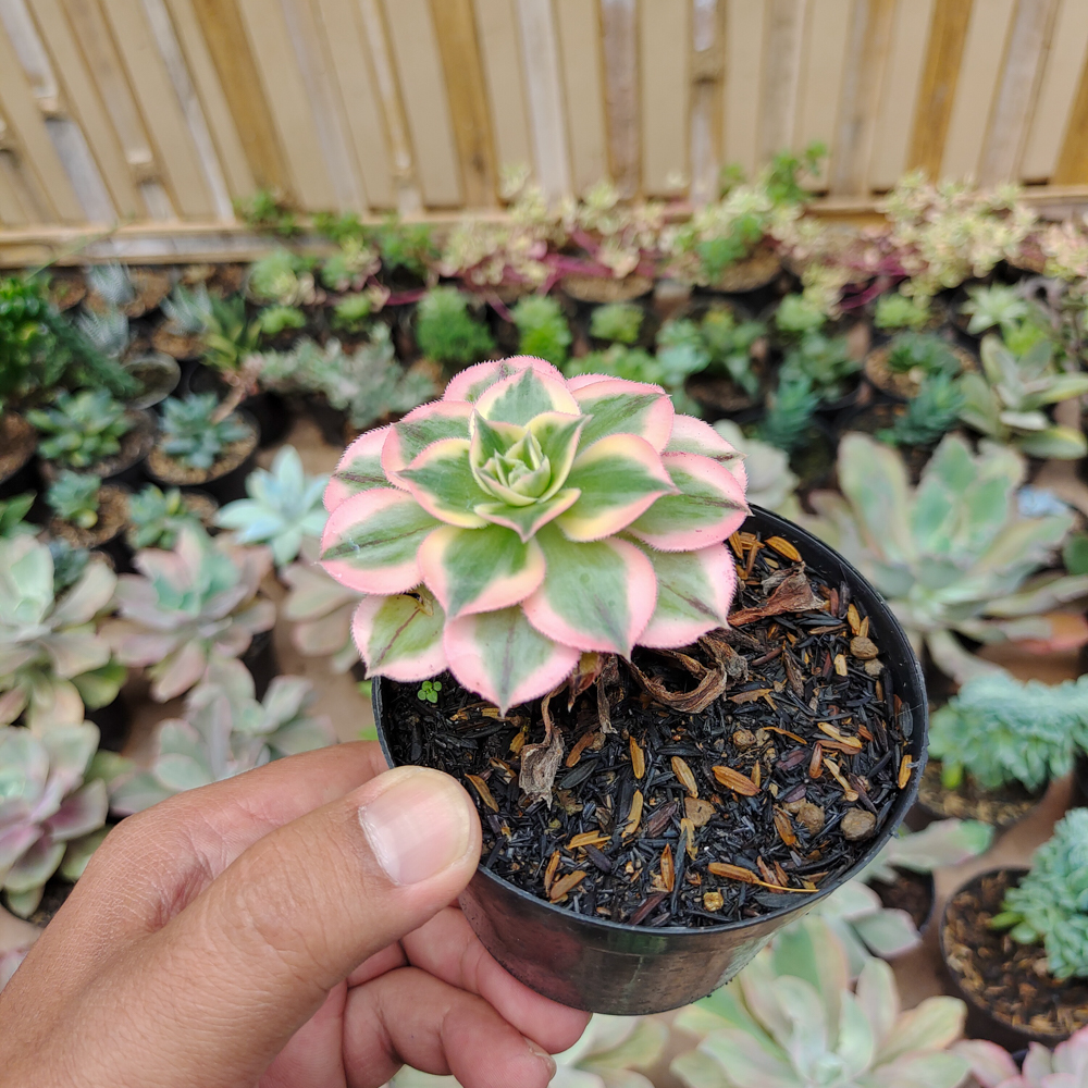 184. Aeonium Decorum Cv. Sunburst - Image 6