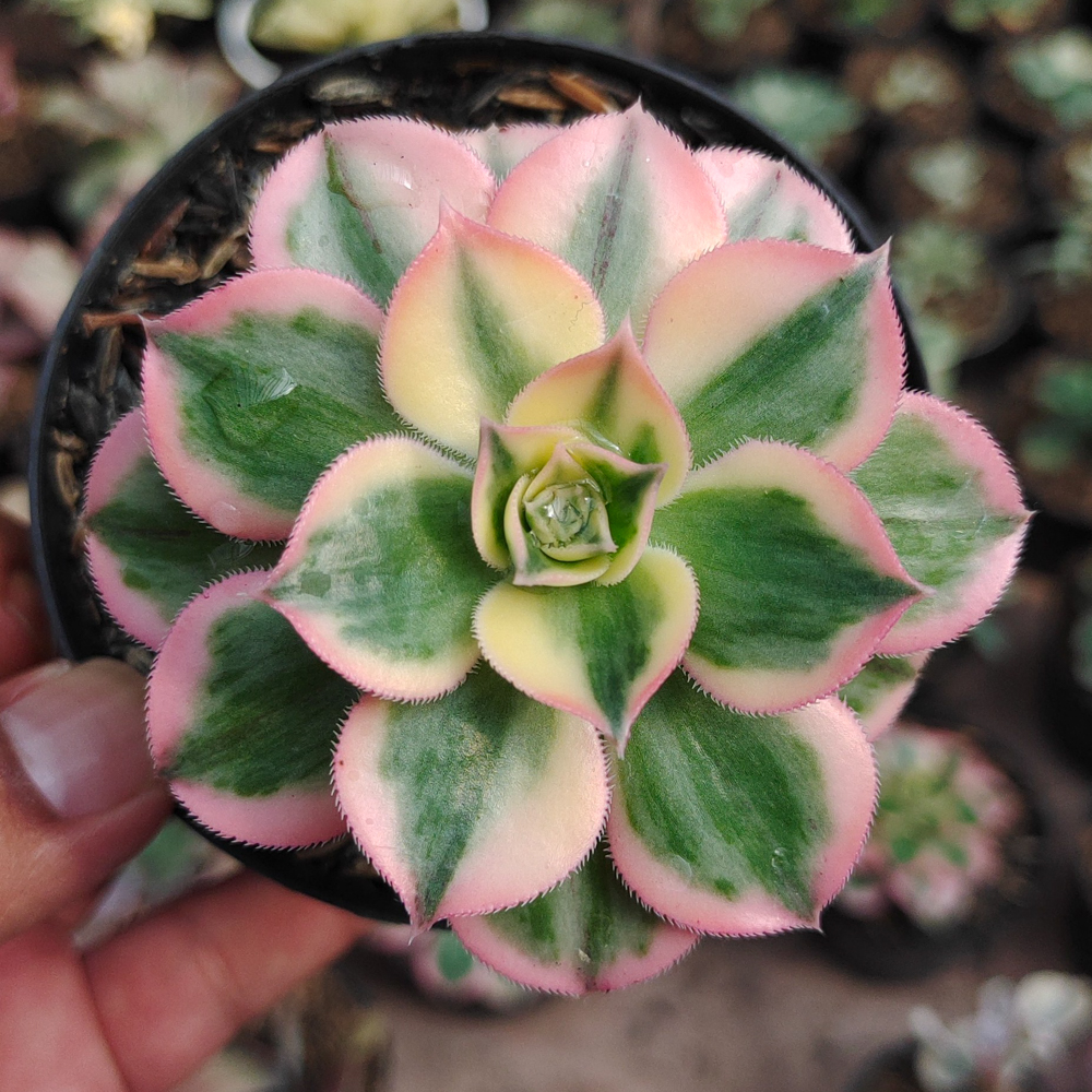 184. Aeonium Decorum Cv. Sunburst - Image 14
