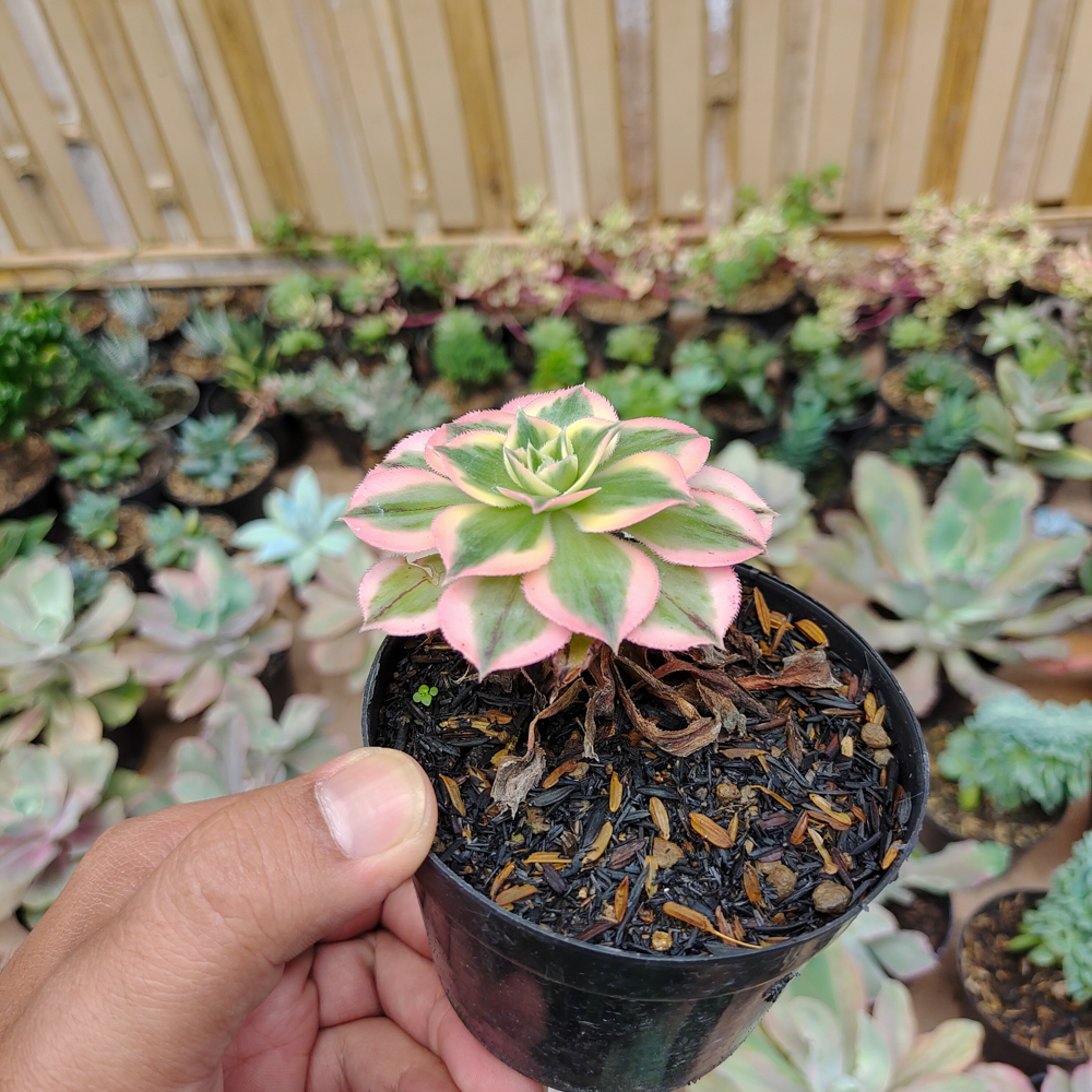 184. Aeonium Decorum Cv. Sunburst - Image 2