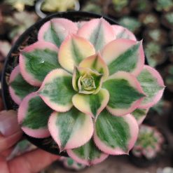 184. Aeonium Decorum Cv. Sunburst
