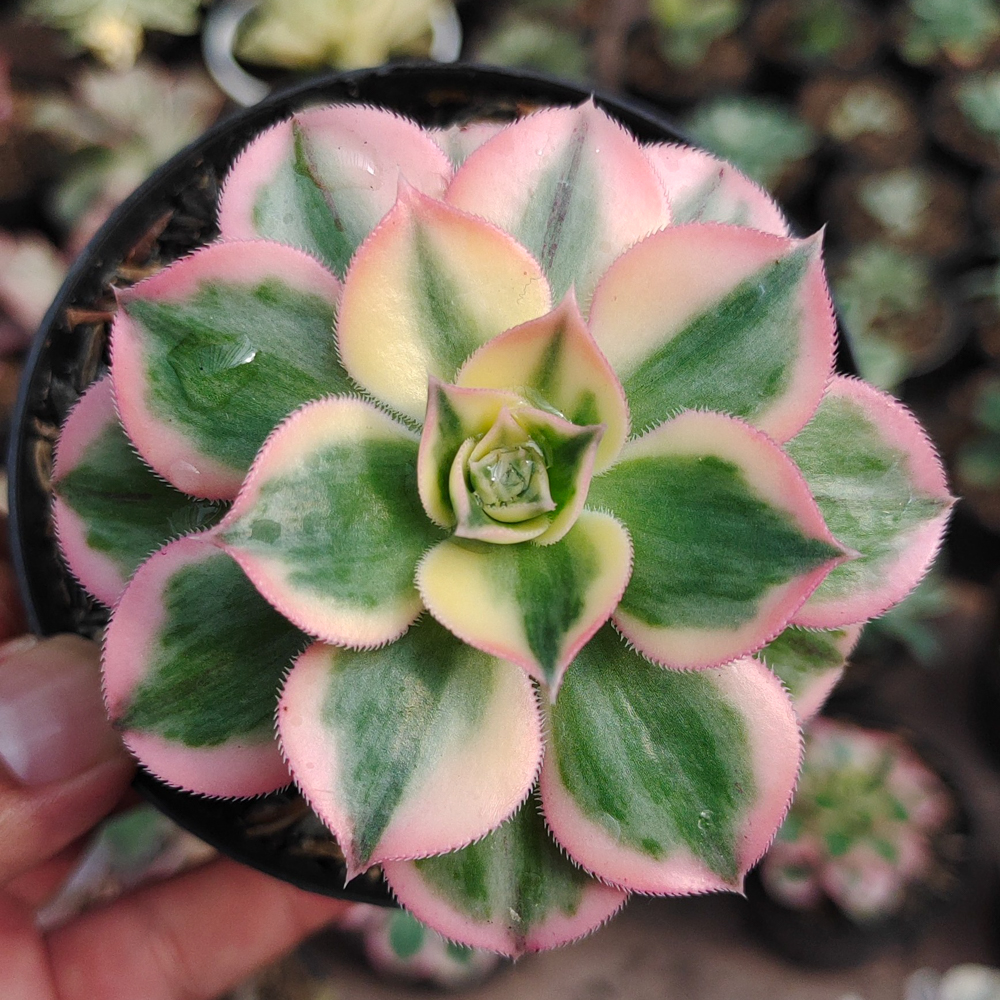 184. Aeonium Decorum Cv. Sunburst