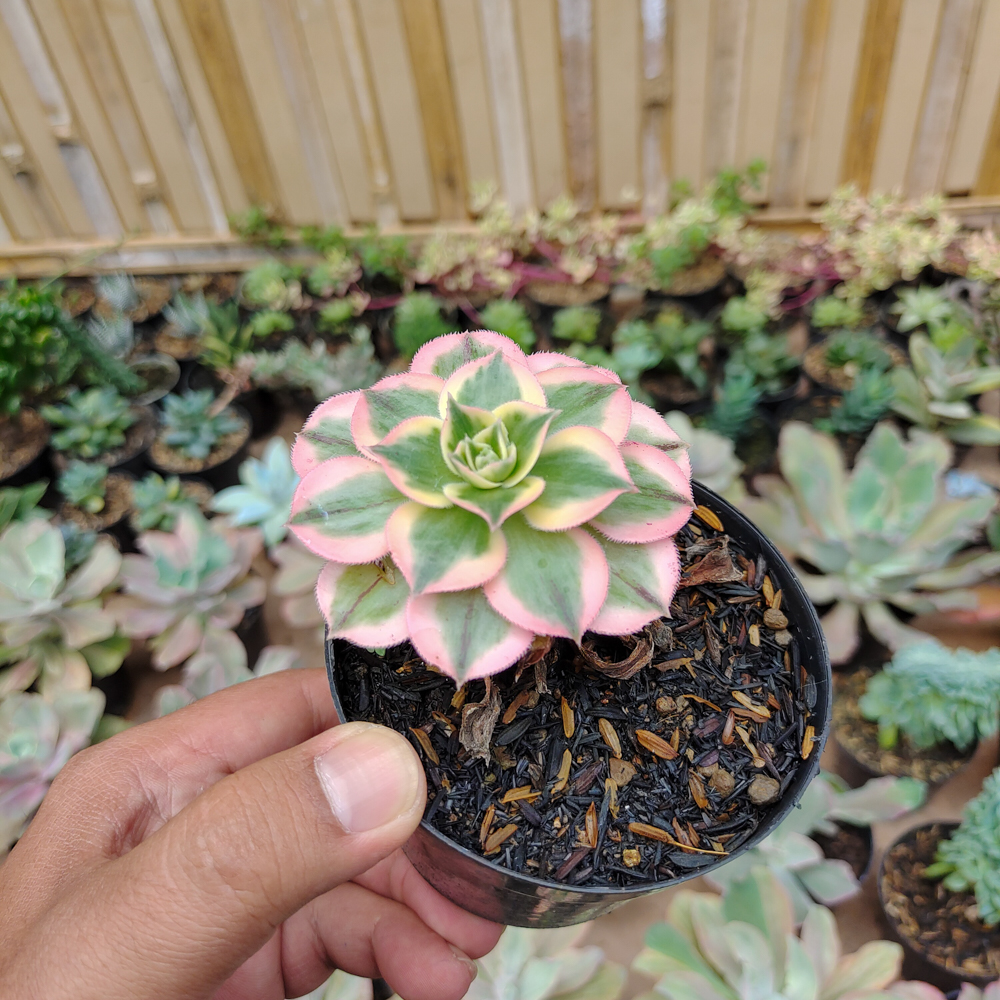 184. Aeonium Decorum Cv. Sunburst - Image 7