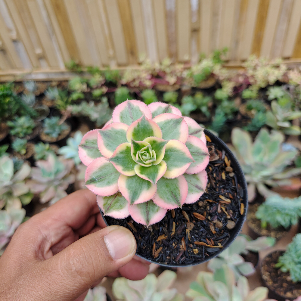 184. Aeonium Decorum Cv. Sunburst - Image 8