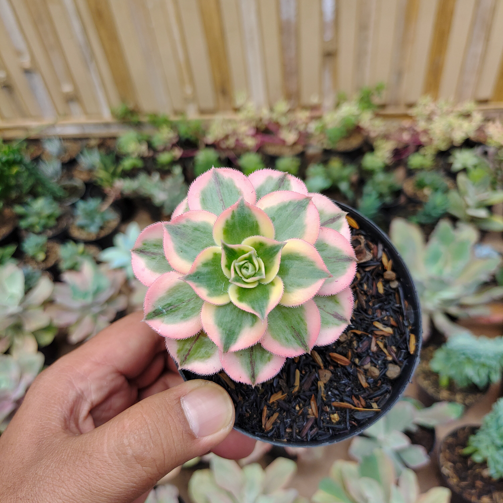 184. Aeonium Decorum Cv. Sunburst - Image 9
