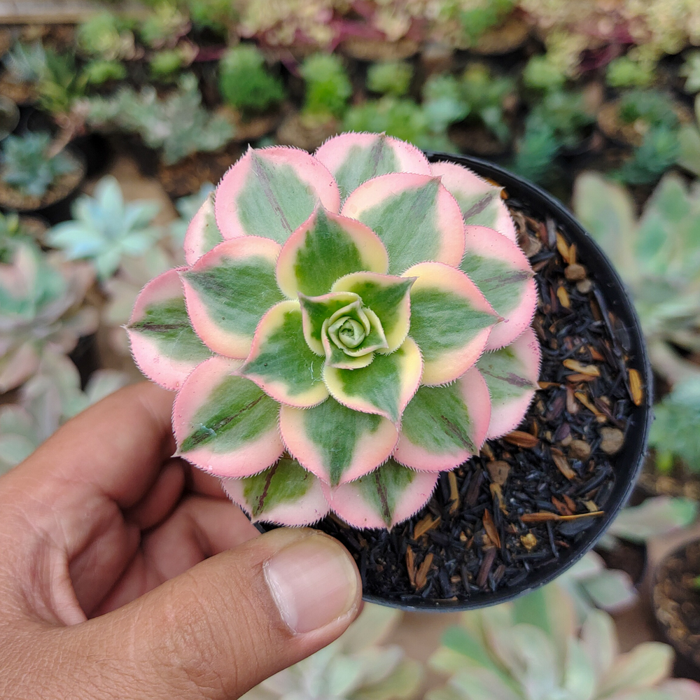 184. Aeonium Decorum Cv. Sunburst - Image 3