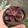 185. Echeveria Nodulosa 'Painted Echeveria'