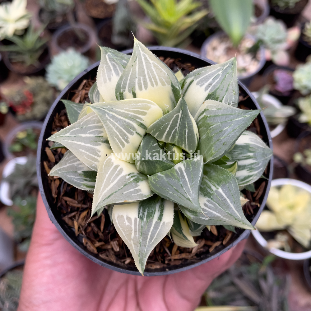186. Haworthia Magnifica Variegated - Image 5