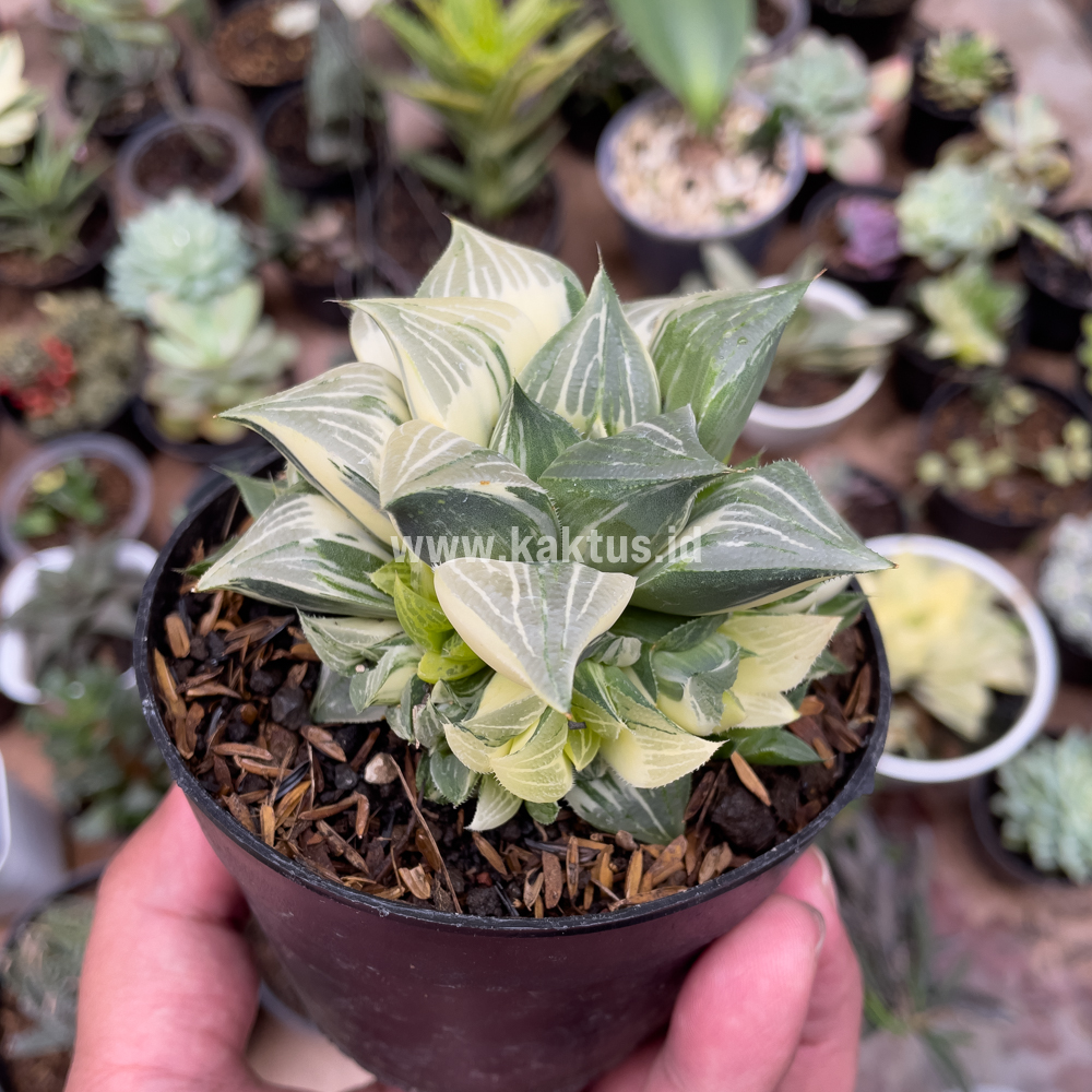 186. Haworthia Magnifica Variegated - Image 3