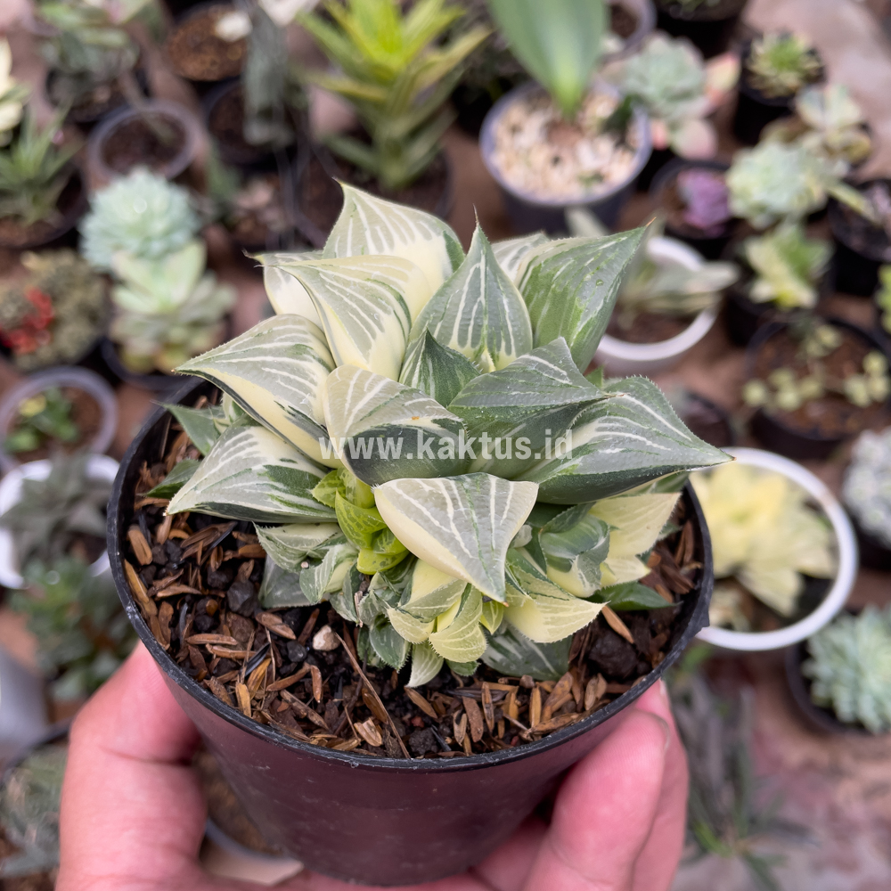 186. Haworthia Magnifica Variegated - Image 8