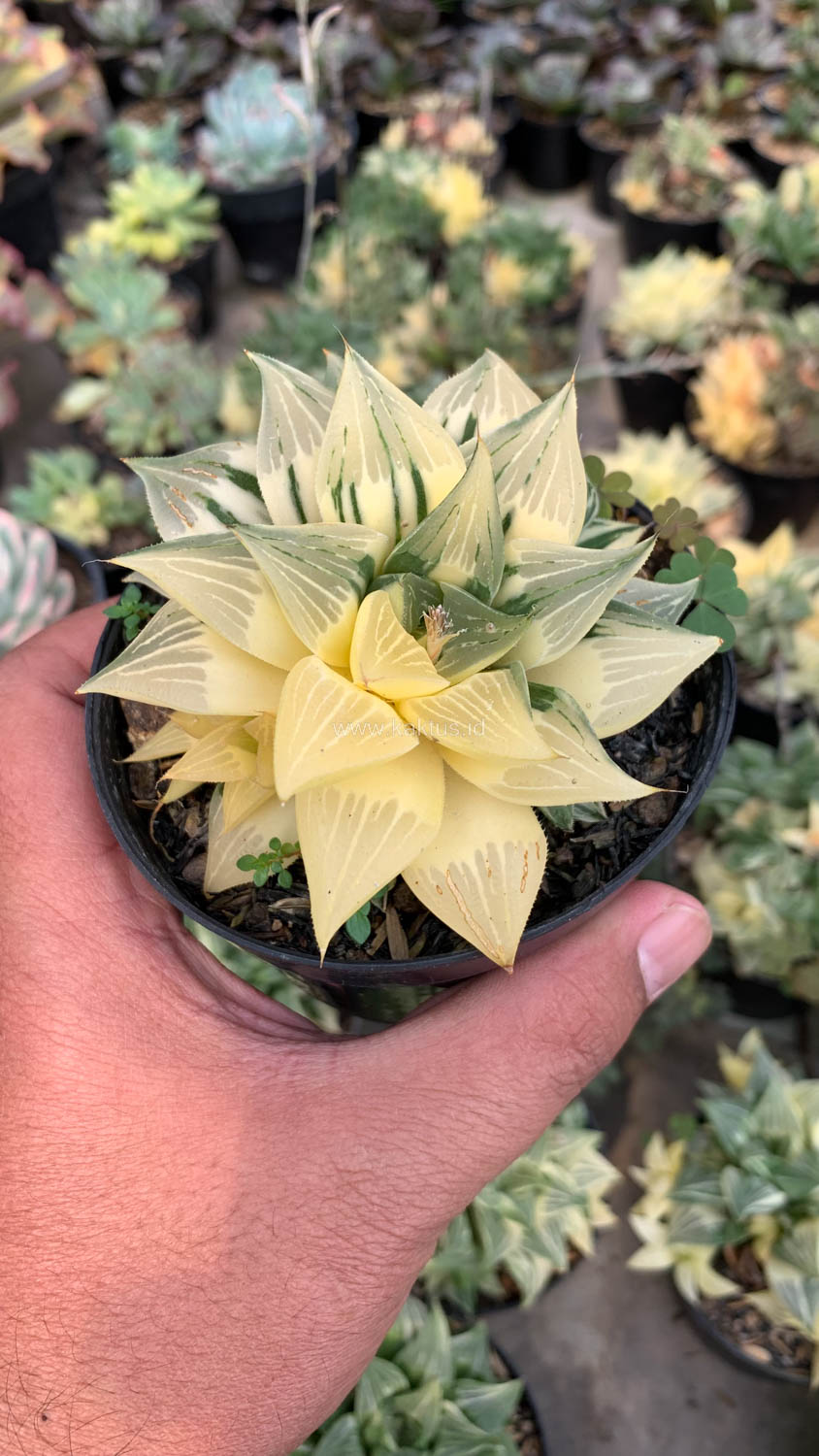 186. Haworthia Magnifica Variegated - Image 6