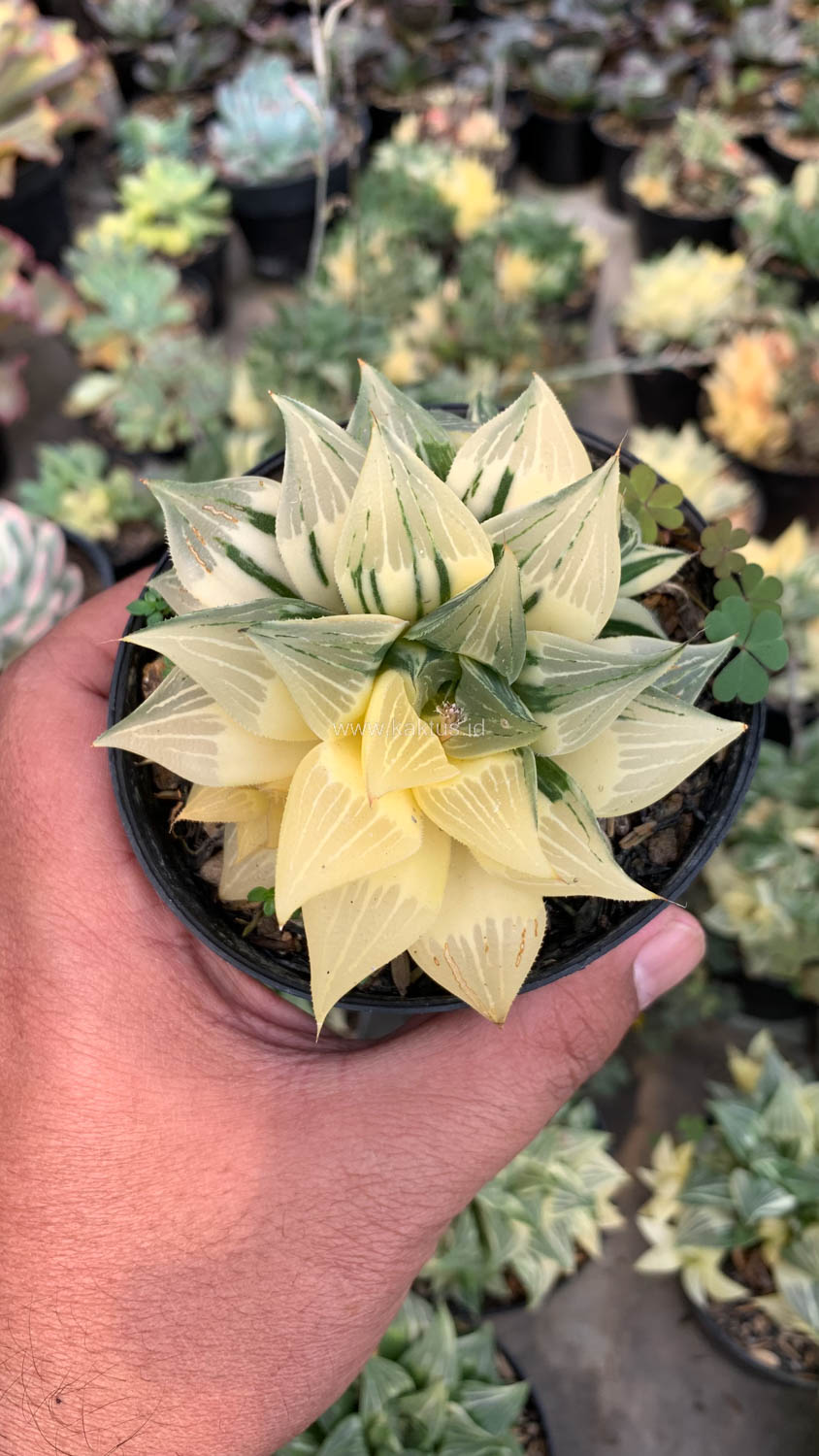 186. Haworthia Magnifica Variegated - Image 4