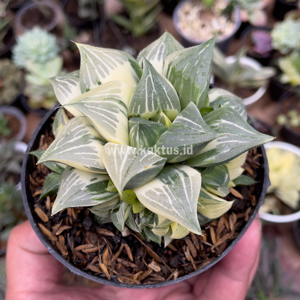 186. Haworthia Magnifica Variegated - Image 2
