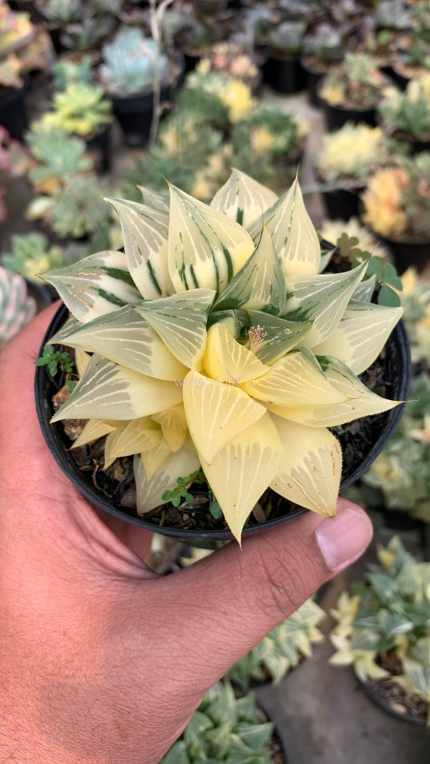186. Haworthia Magnifica Variegated - Image 11