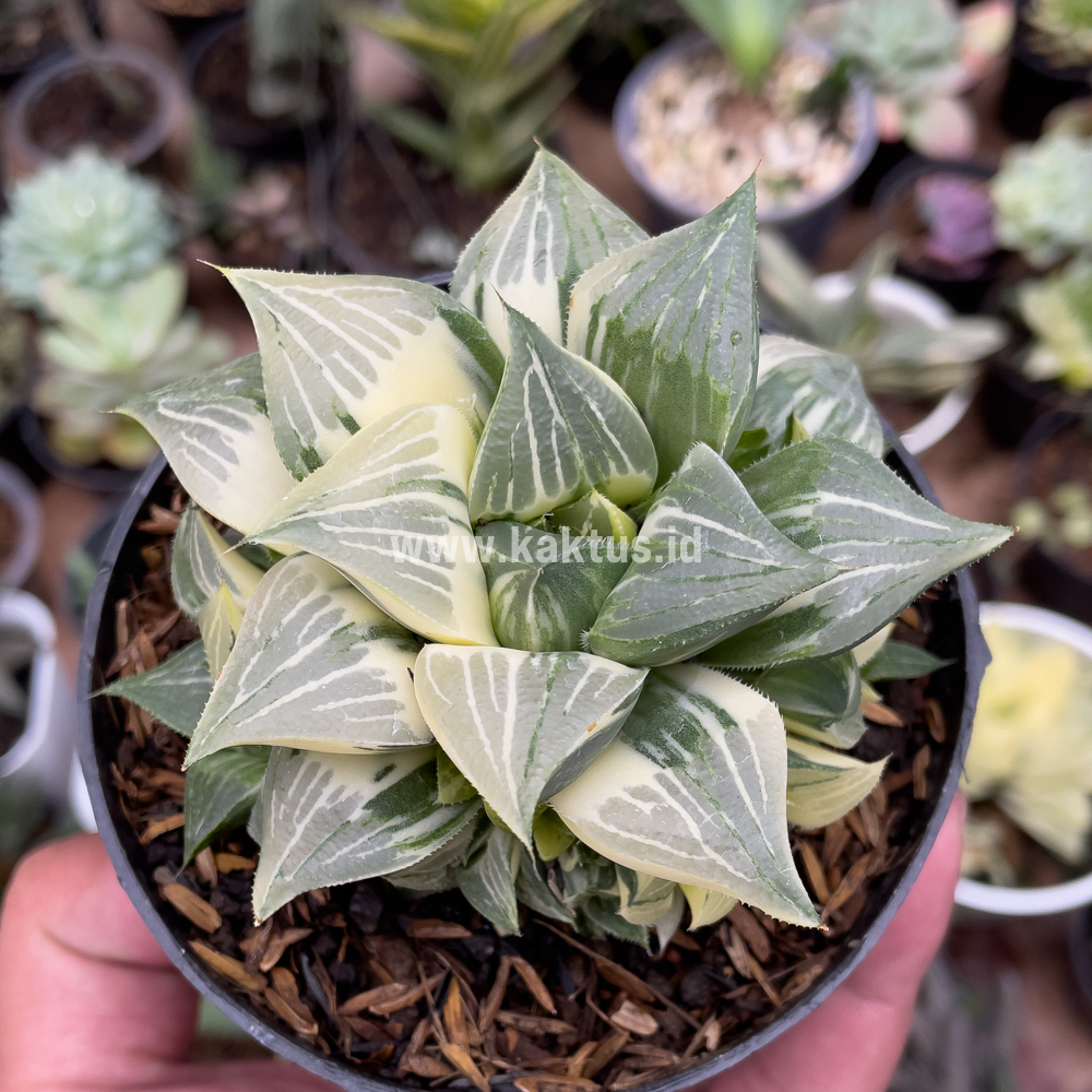 186. Haworthia Magnifica Variegated - Image 13