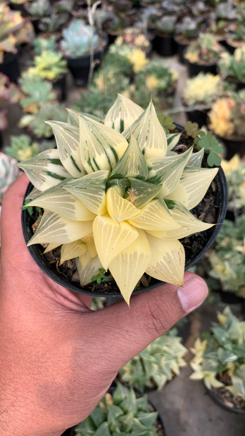 186. Haworthia Magnifica Variegated - Image 9