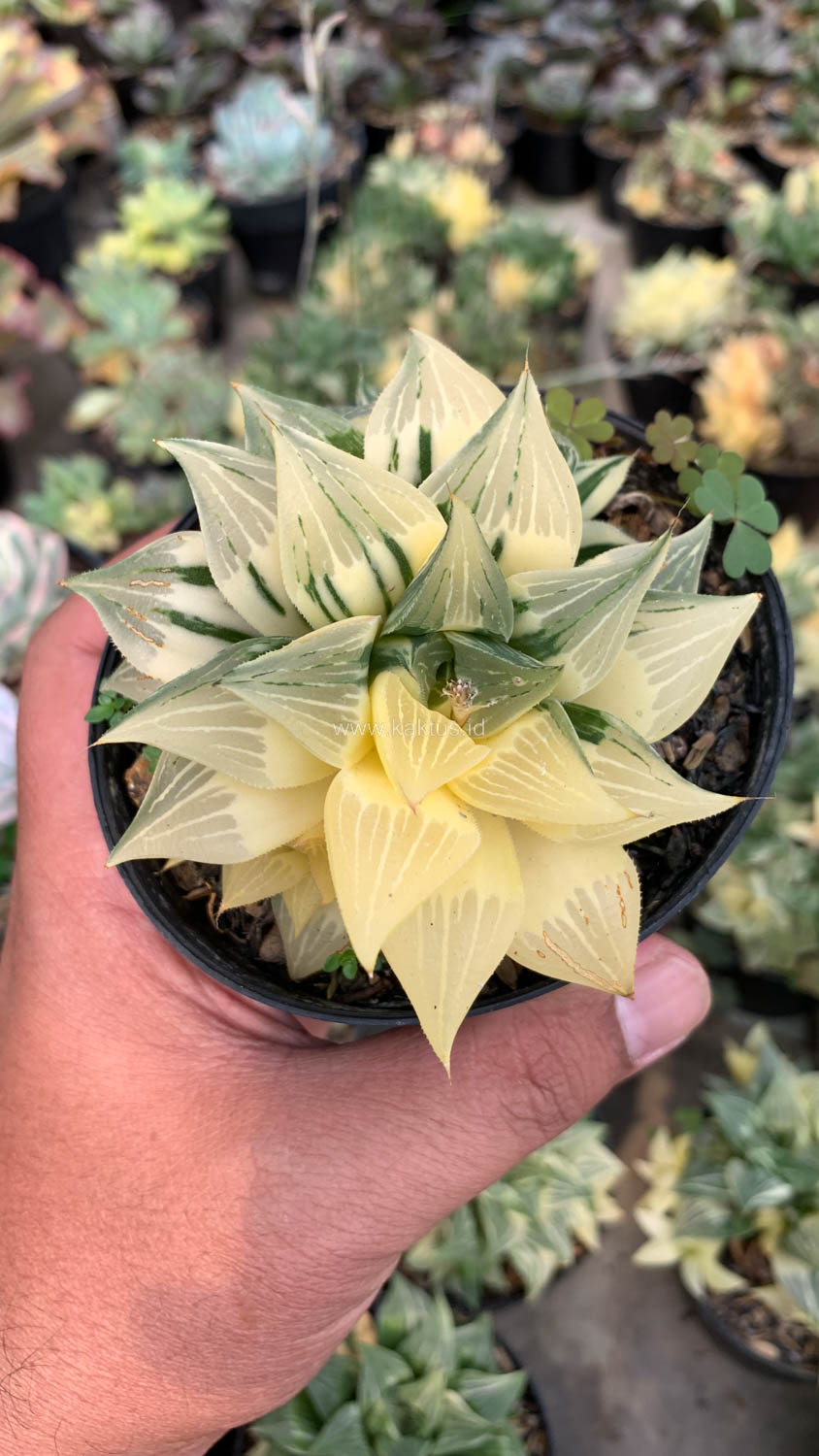 186. Haworthia Magnifica Variegated - Image 14
