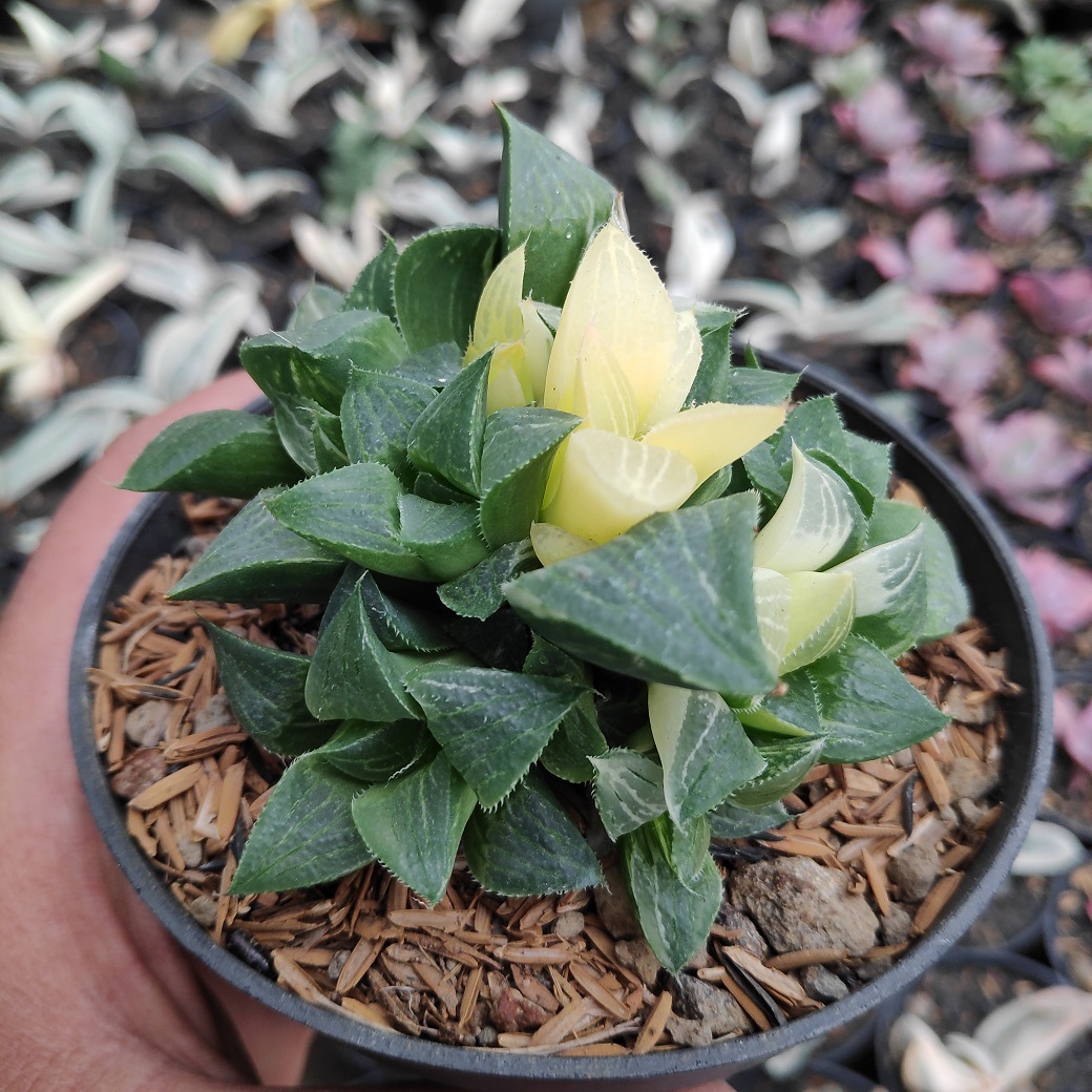 186. Haworthia Magnifica Variegated - Image 10