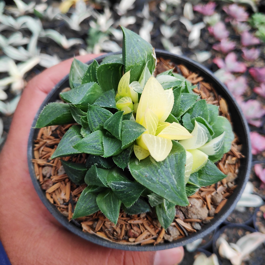 186. Haworthia Magnifica Variegated - Image 12