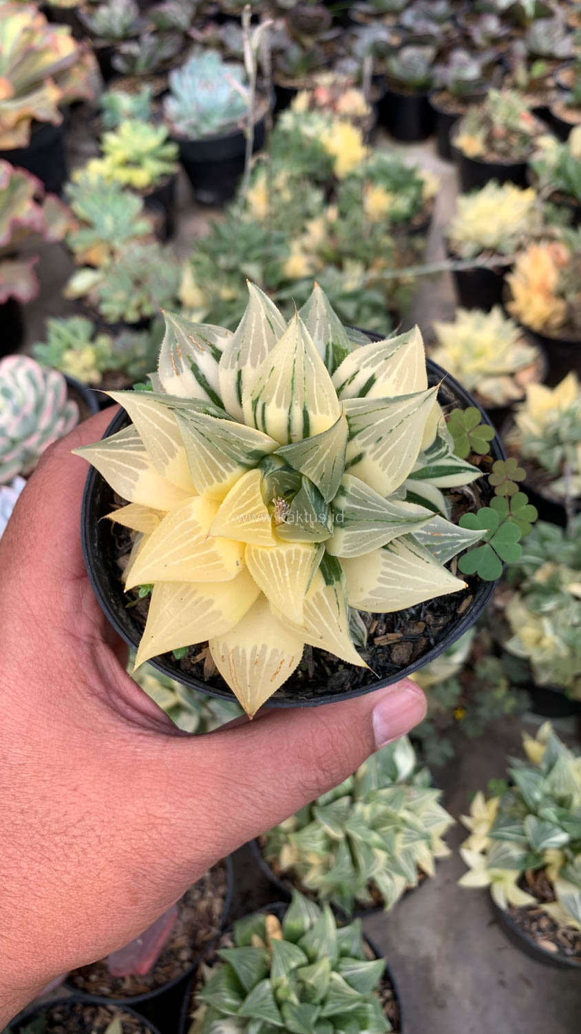 186. Haworthia Magnifica Variegated - Image 7