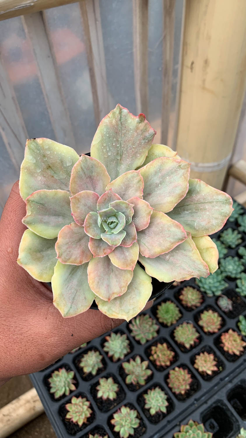 193. Echeveria Chantilly Mutation - Image 5