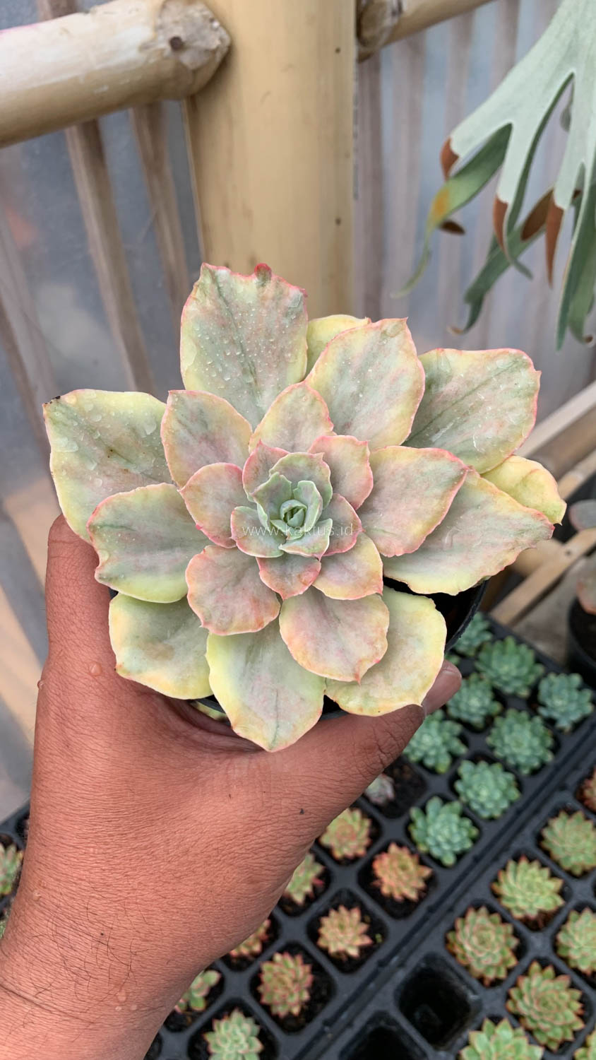 193. Echeveria Chantilly Mutation - Image 14