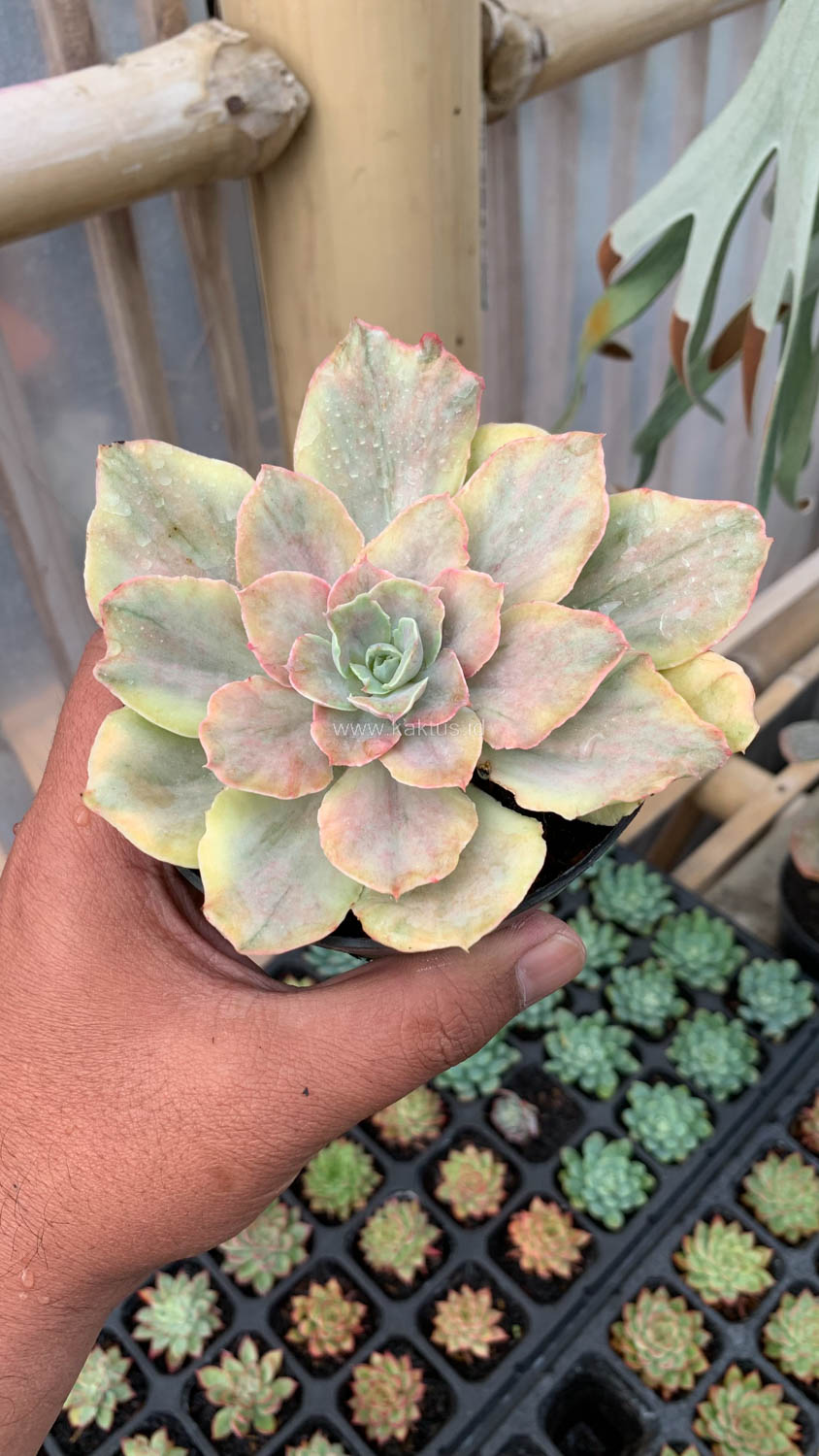 193. Echeveria Chantilly Mutation - Image 15