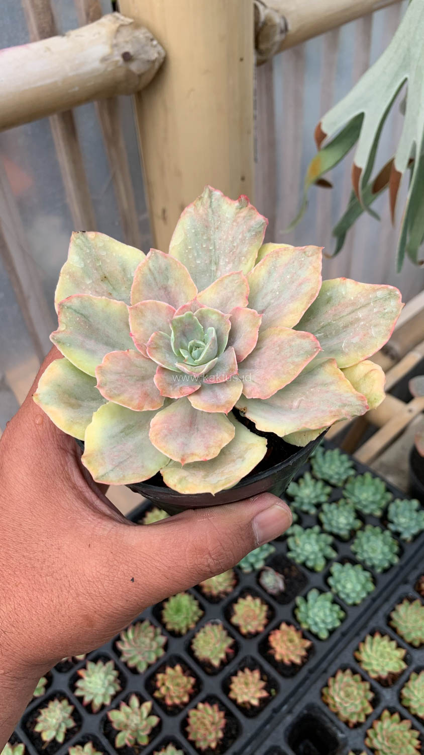 193. Echeveria Chantilly Mutation - Image 16