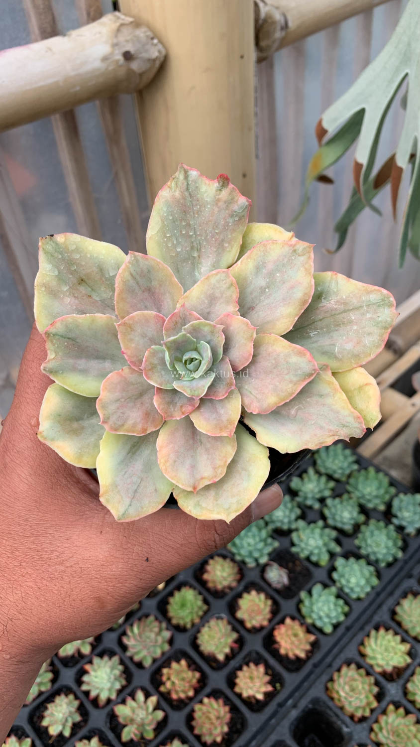193. Echeveria Chantilly Mutation - Image 17