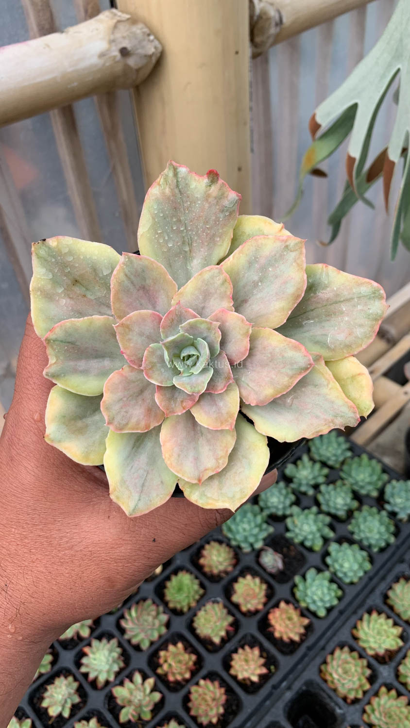 193. Echeveria Chantilly Mutation - Image 18