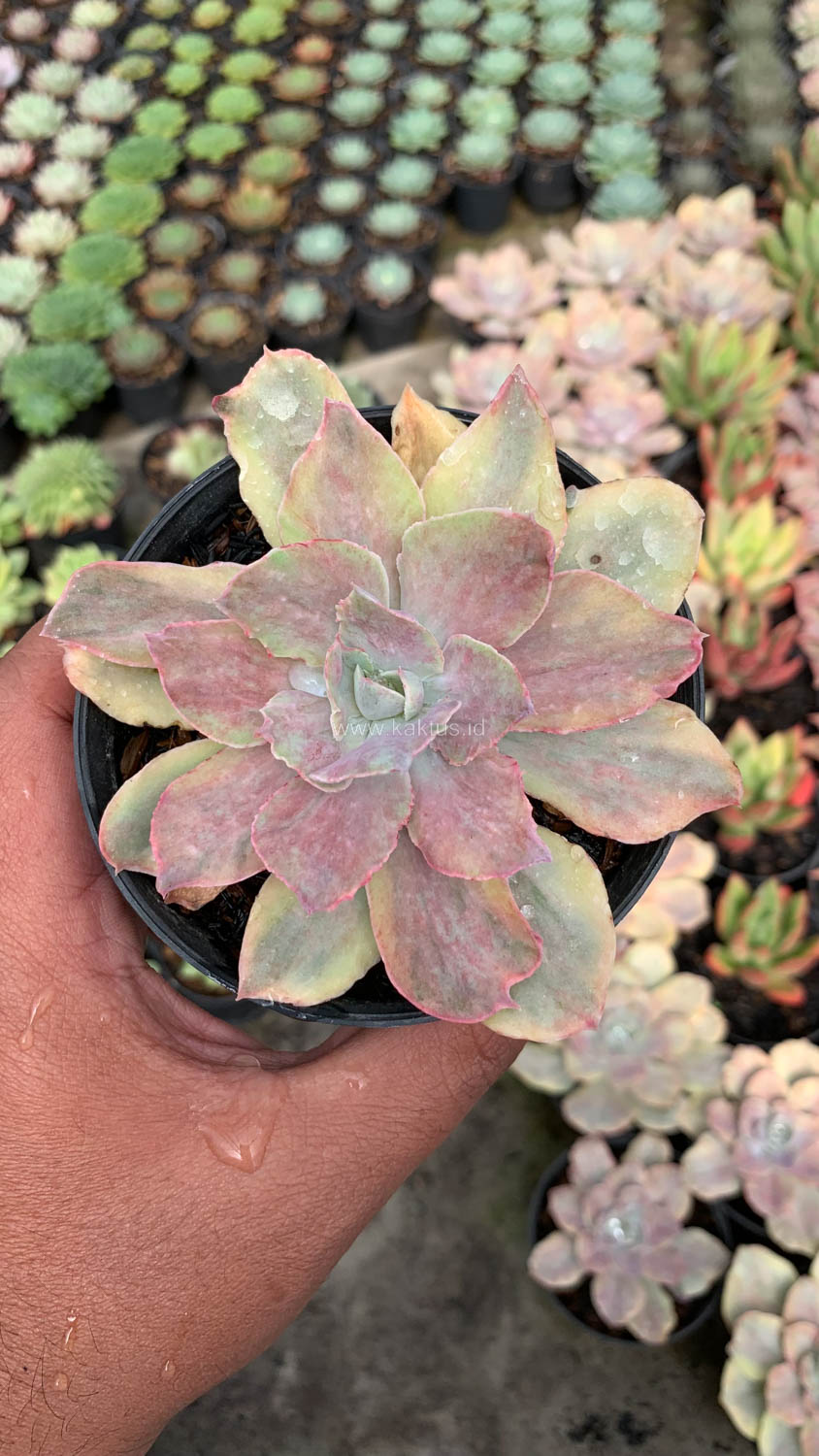 193. Echeveria Chantilly Mutation - Image 2