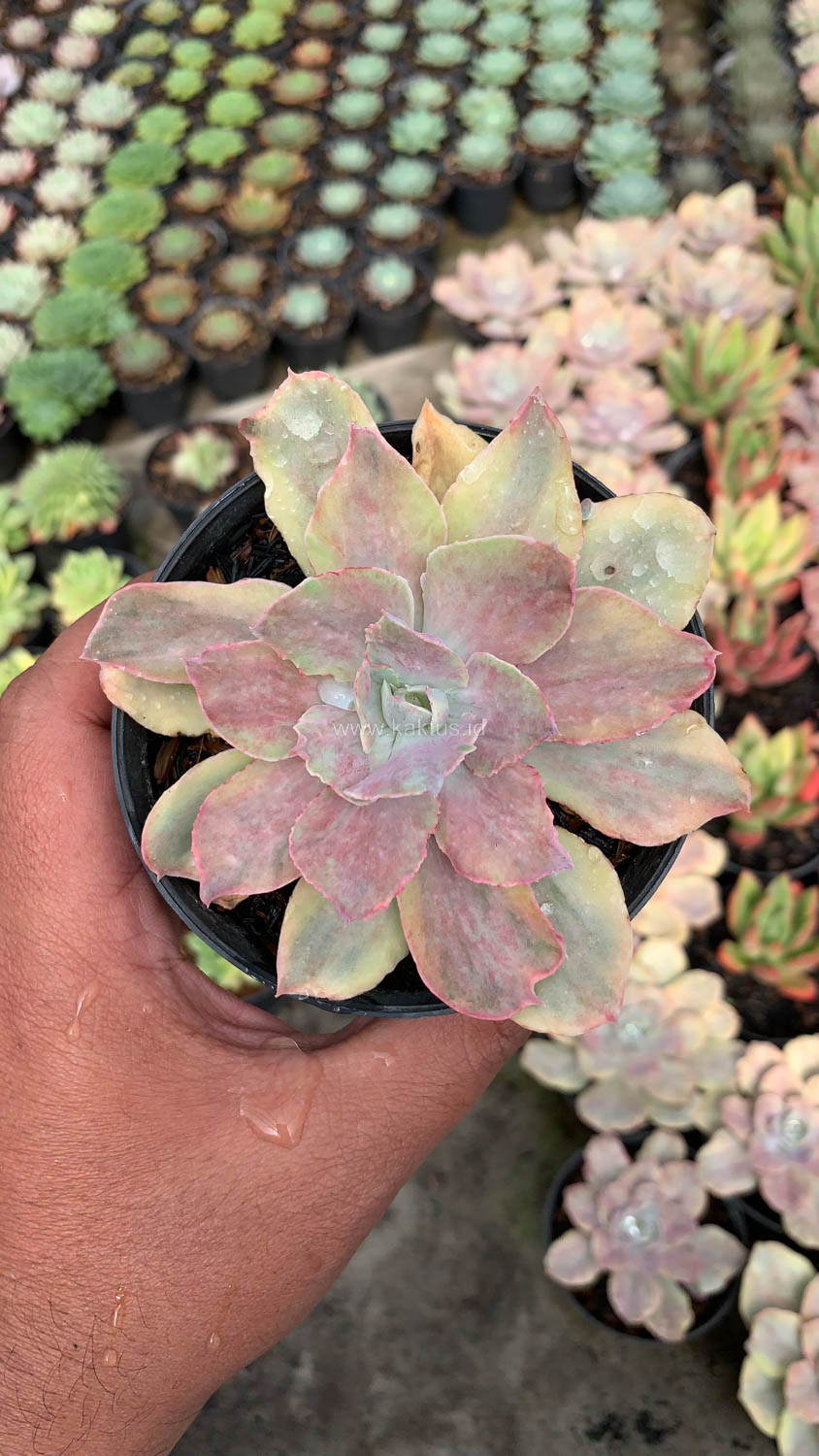 193. Echeveria Chantilly Mutation - Image 4