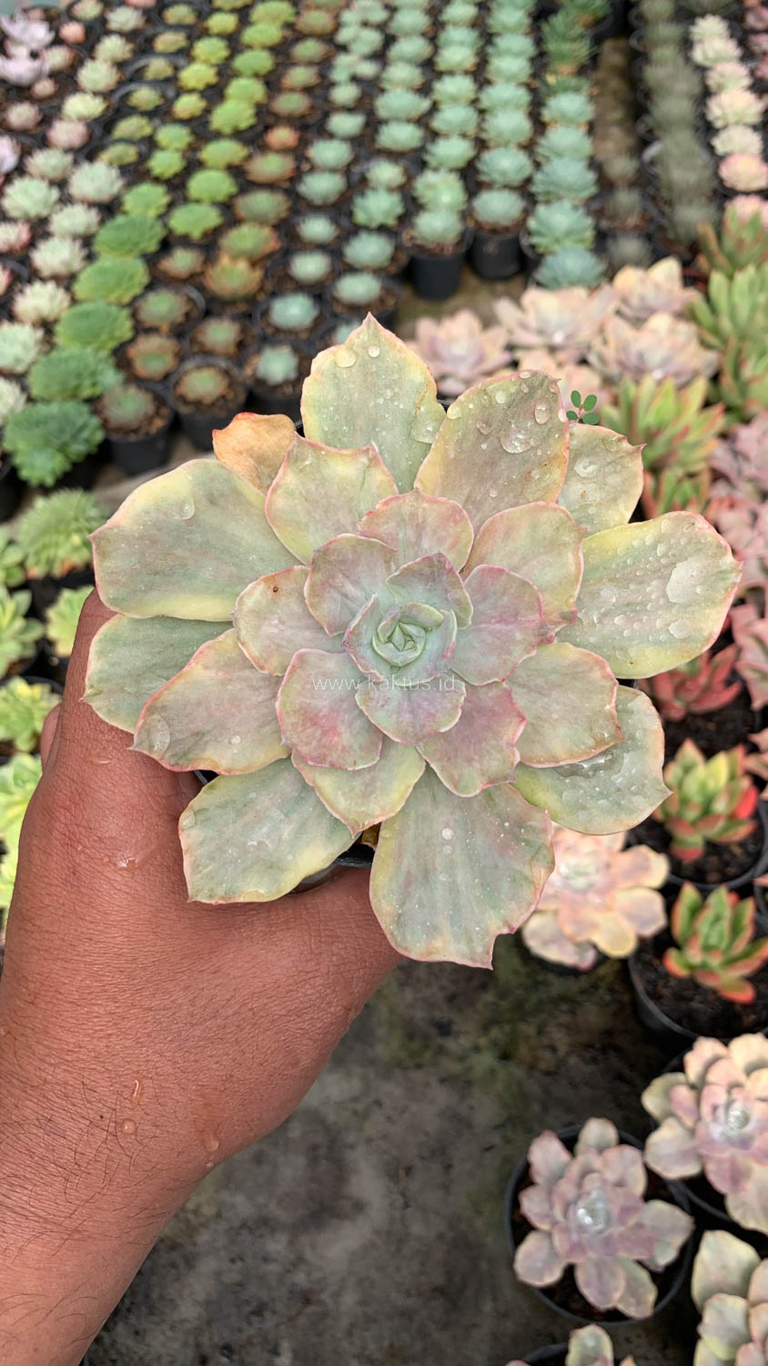 193. Echeveria Chantilly Mutation - Image 19
