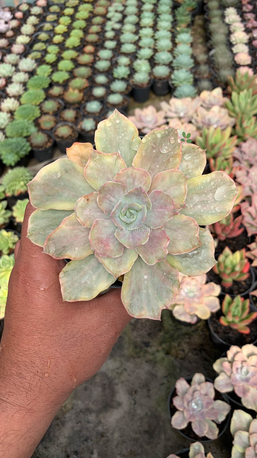 193. Echeveria Chantilly Mutation - Image 20