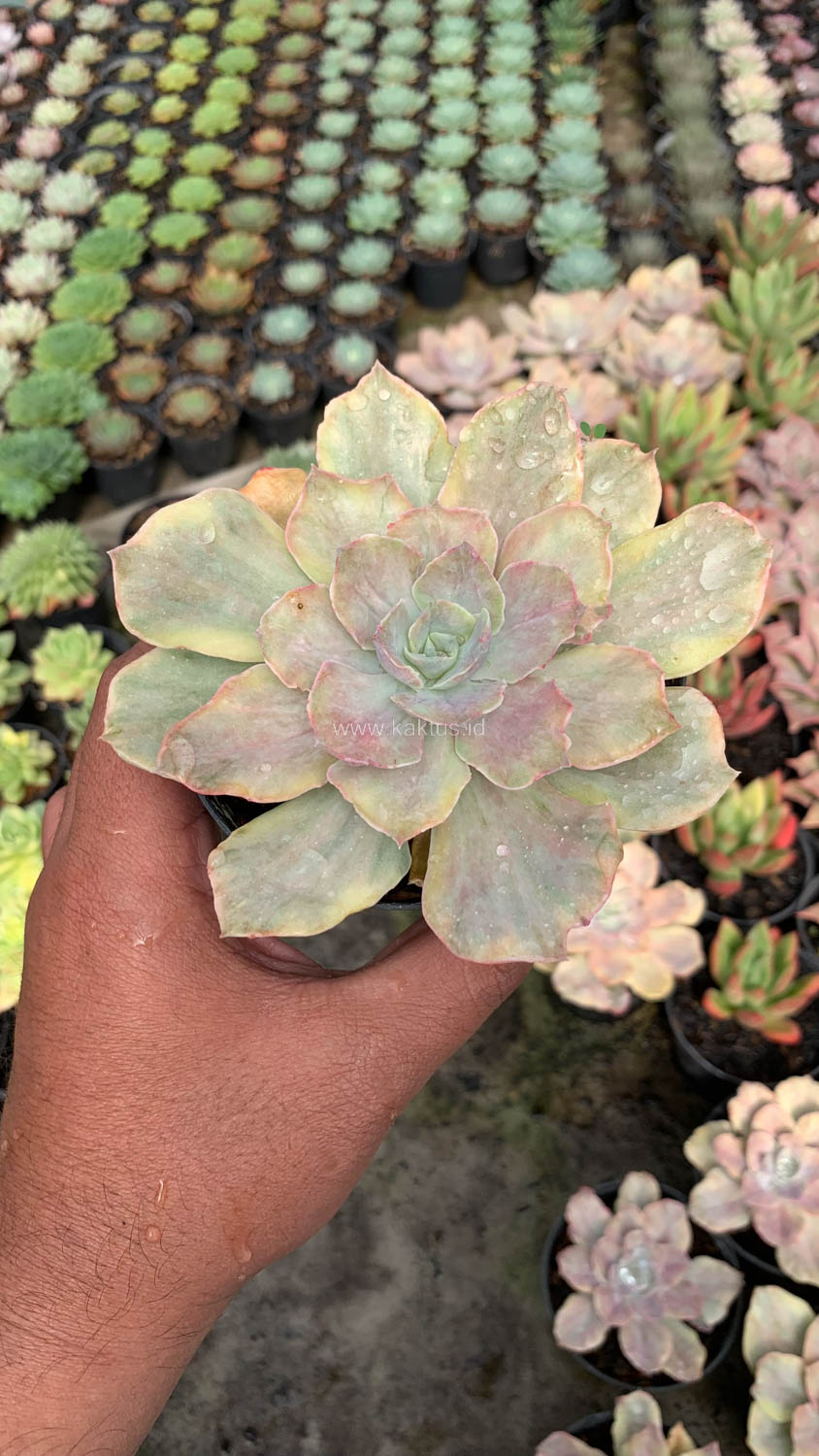 193. Echeveria Chantilly Mutation - Image 6