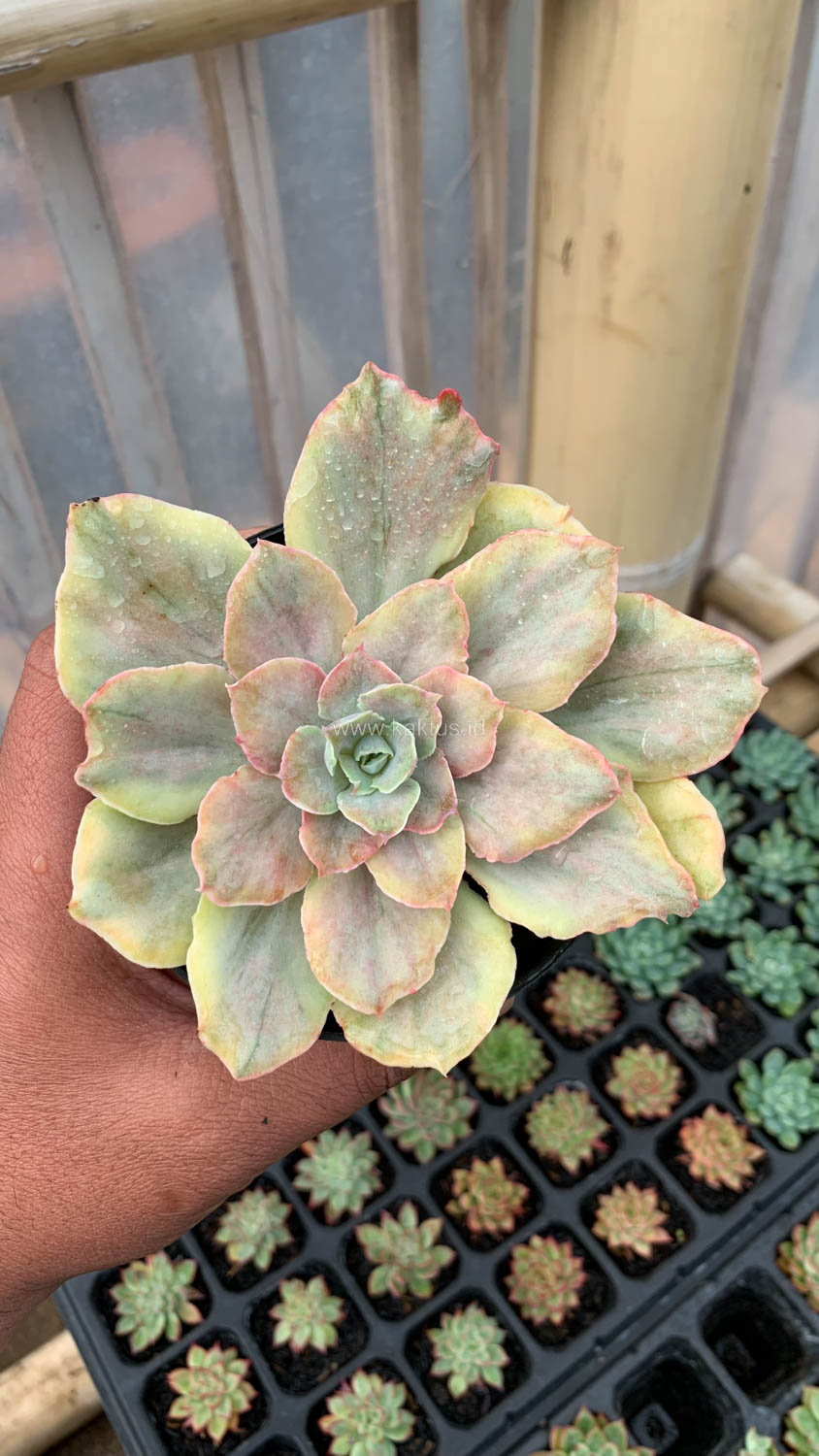 193. Echeveria Chantilly Mutation - Image 7
