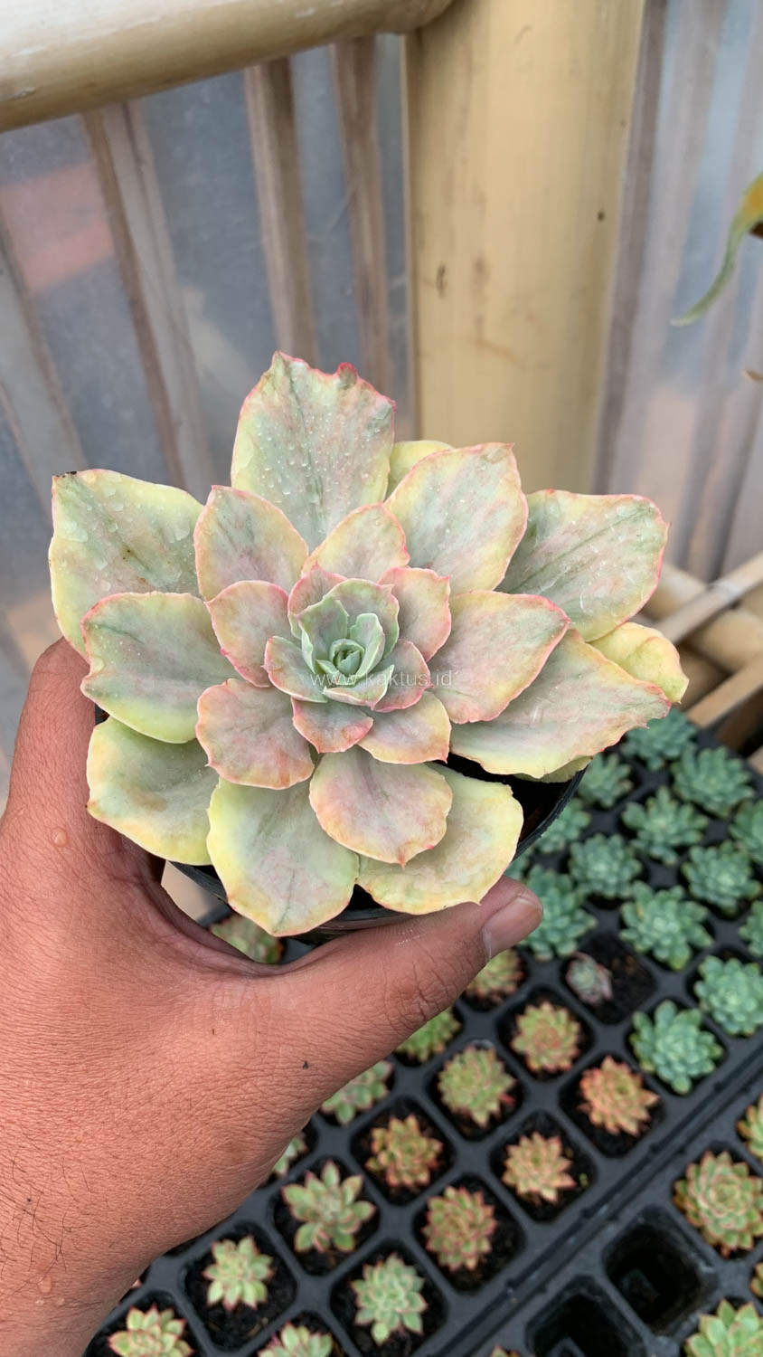 193. Echeveria Chantilly Mutation - Image 8