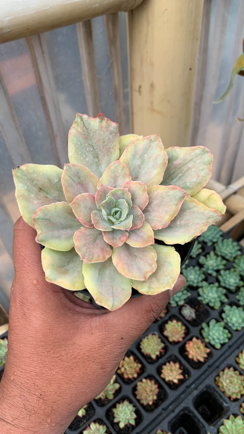 193. Echeveria Chantilly Mutation - Image 9
