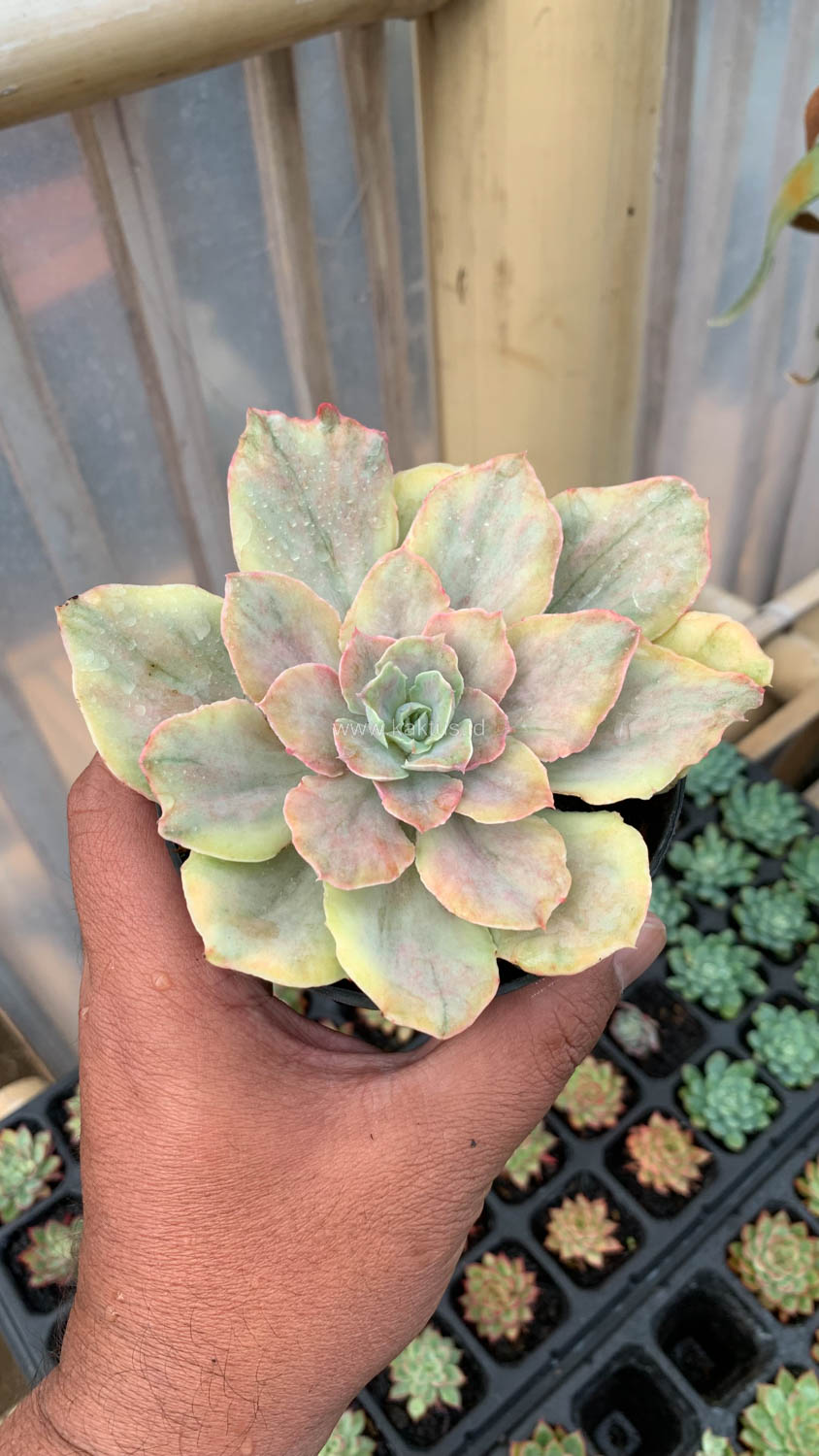 193. Echeveria Chantilly Mutation - Image 10