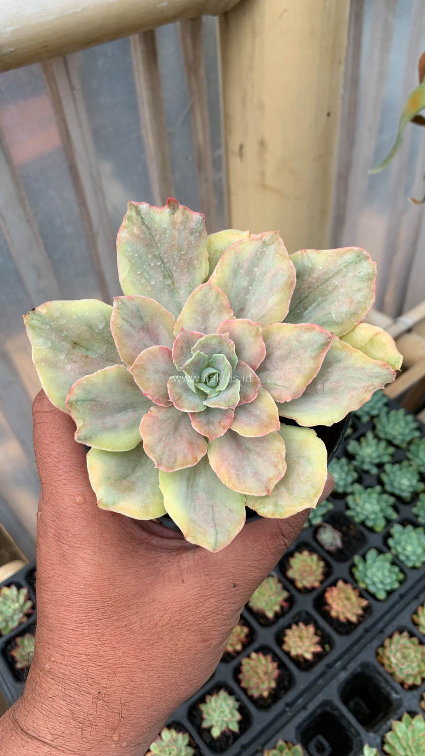 193. Echeveria Chantilly Mutation - Image 11