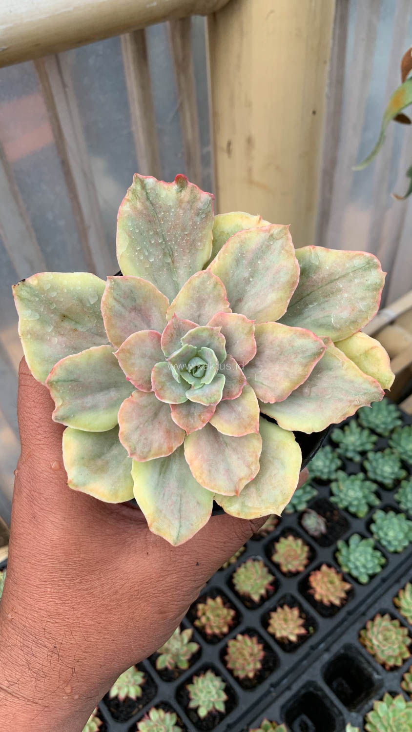 193. Echeveria Chantilly Mutation - Image 12