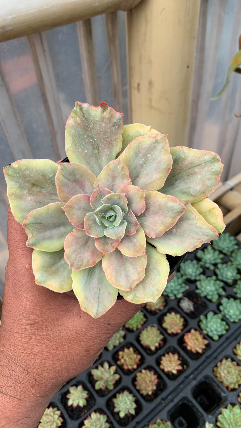 193. Echeveria Chantilly Mutation - Image 13
